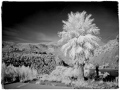 Roadside Palm